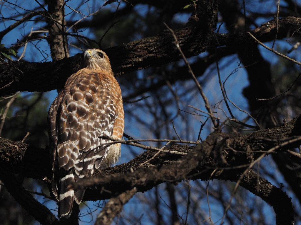 Red shouldered hawk on tree branch 