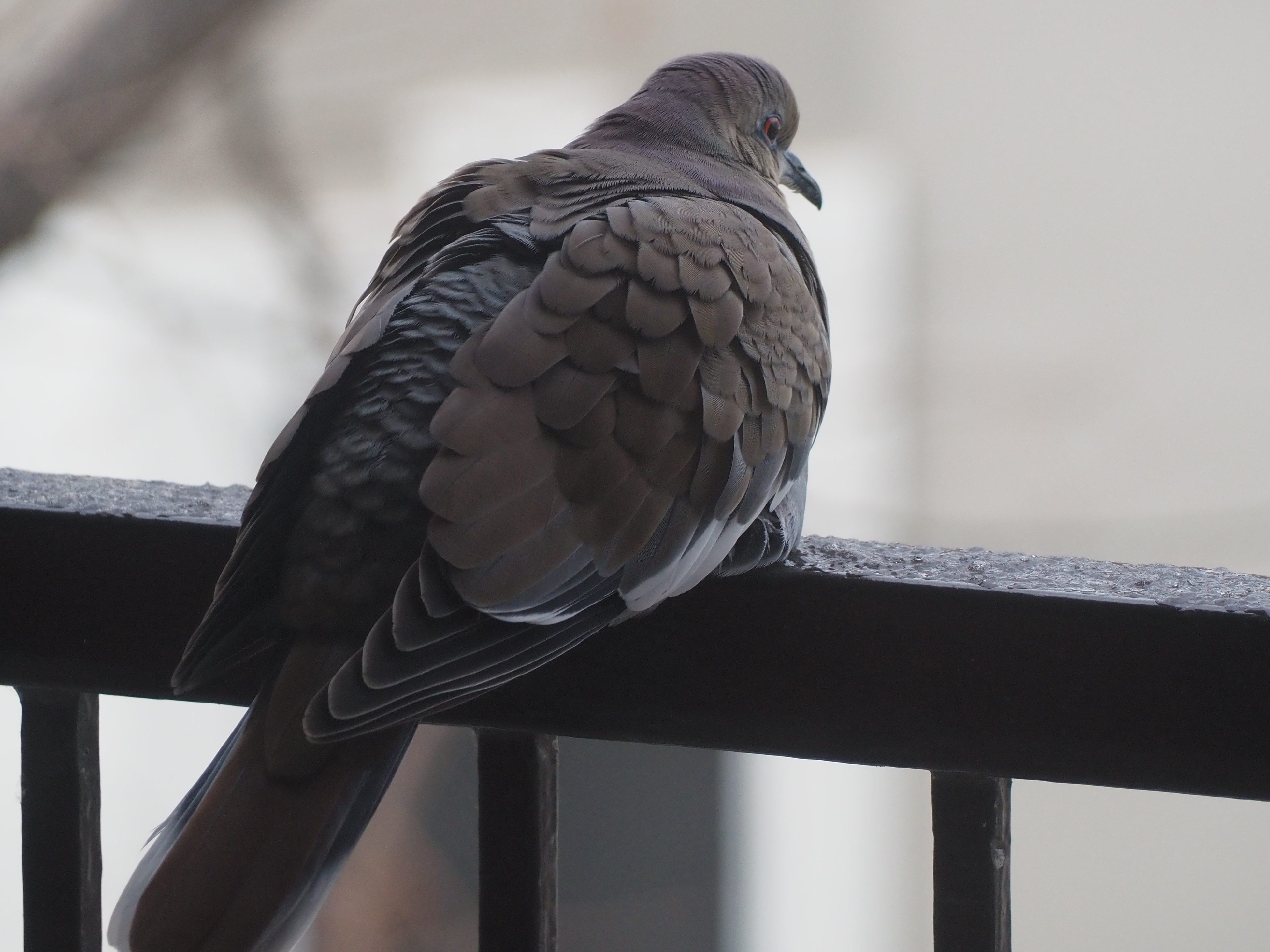 Whit winged dove sitting on a railing 